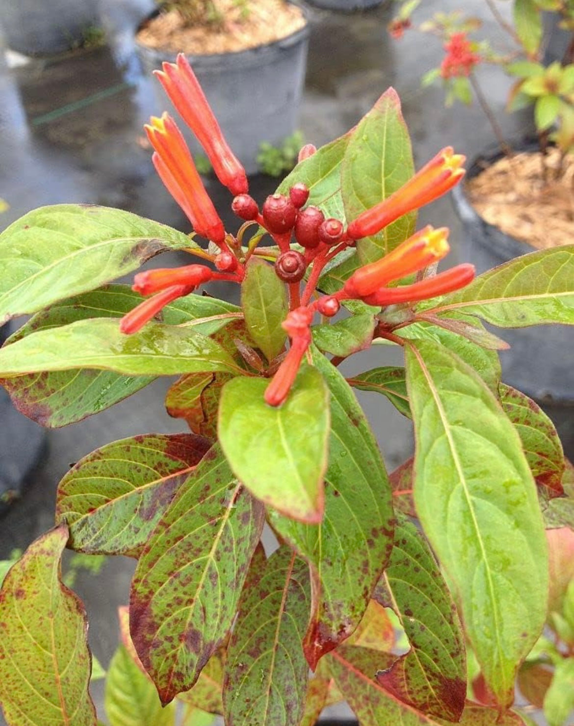 Russelia plant for hanging pots