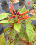 Russelia plant for hanging pots
