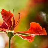 Gulmohar plant with orange flowers
