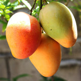Amrapali mango tree plant