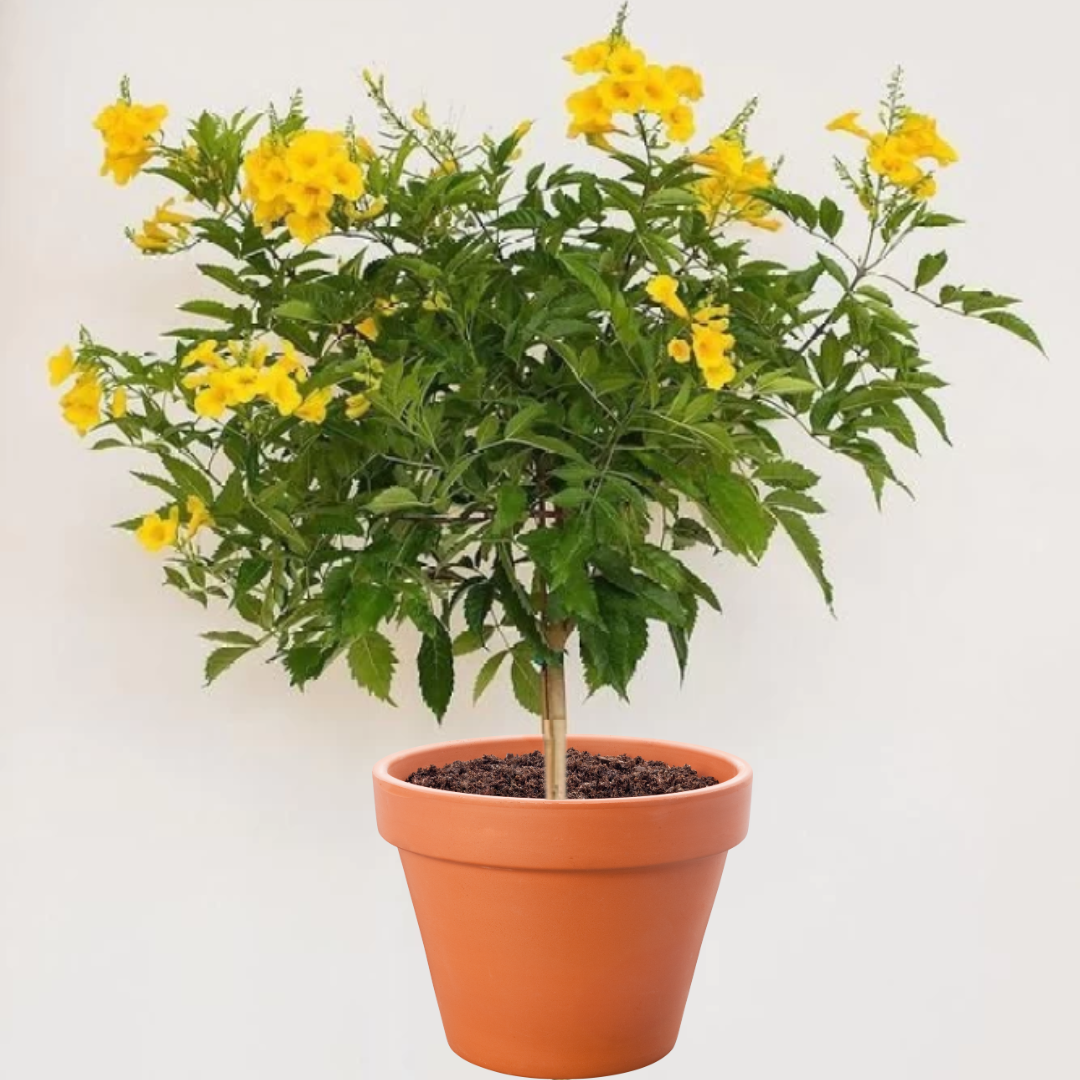 Yellow Tecoma flowering plant