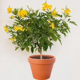 Yellow Tecoma flowering plant