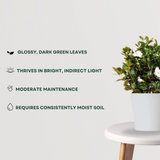 Gardenia indoor/outdoor flowering plant