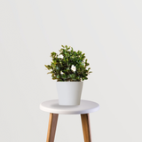 Gardenia Solid Green Bean Houseplant