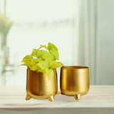 Golden pot for indoor plants