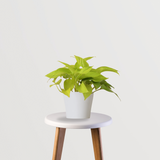 Golden pothos - money plant