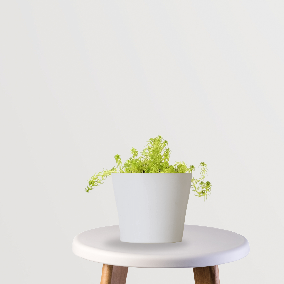 Golden Sedum low-maintenance succulent