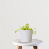 Golden Sedum Plant