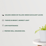 Golden Sedum low-maintenance succulent