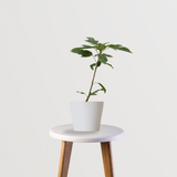 Hamelia Flower Plant with Pot