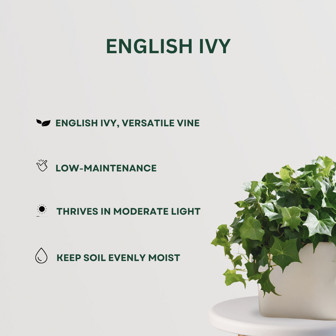 Decorative hanging plant bundle
