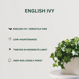 Decorative hanging plant bundle