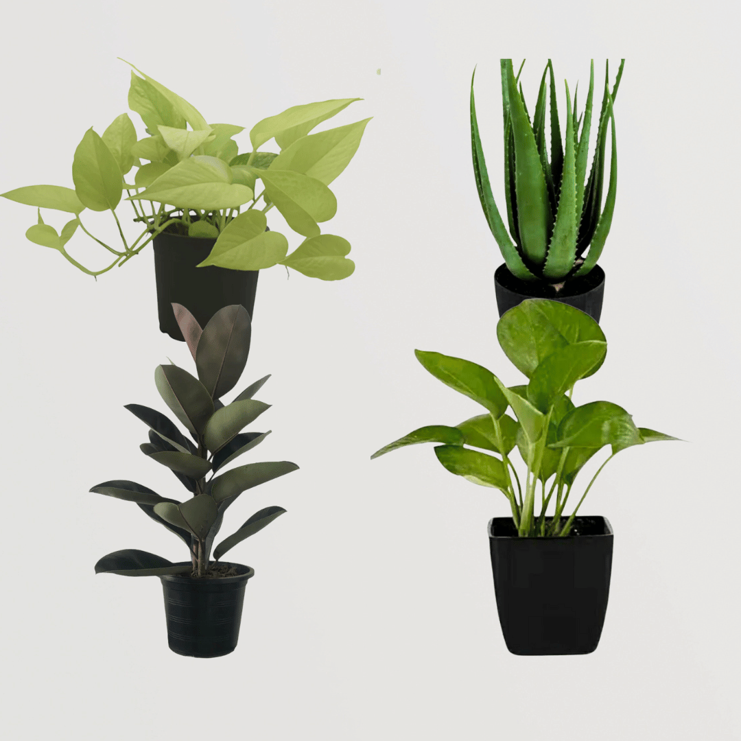 Happiness-themed plant combo
