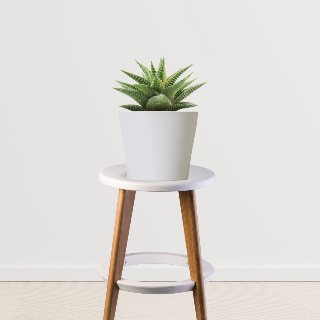 Haworthia Limifolia in ceramic pot