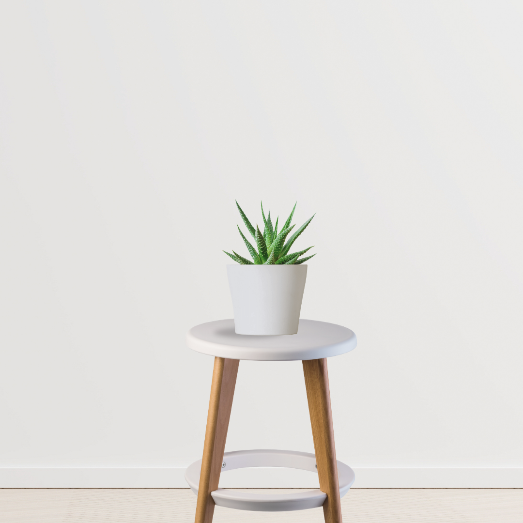 Haworthia air-purifying succulent