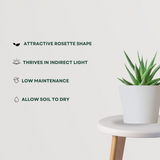 Haworthia air-purifying succulent