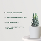 Haworthia Coarctata small plant