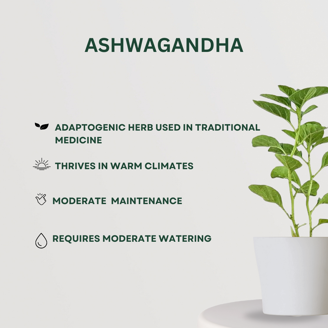 3 herbal plants combo for kitchen