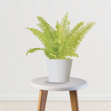 Plant House Fern Indoor outdoor Decorative Plant | Low Maintenance Indoor Plant