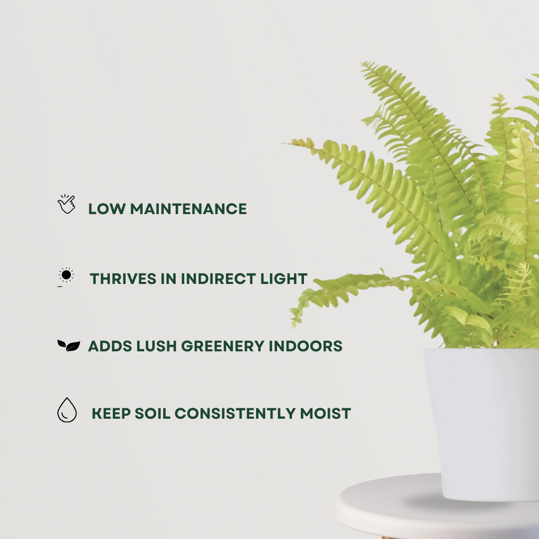 Indoor fern plant – low maintenance