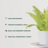 Indoor fern plant – low maintenance