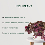 Indoor plant set for dark rooms