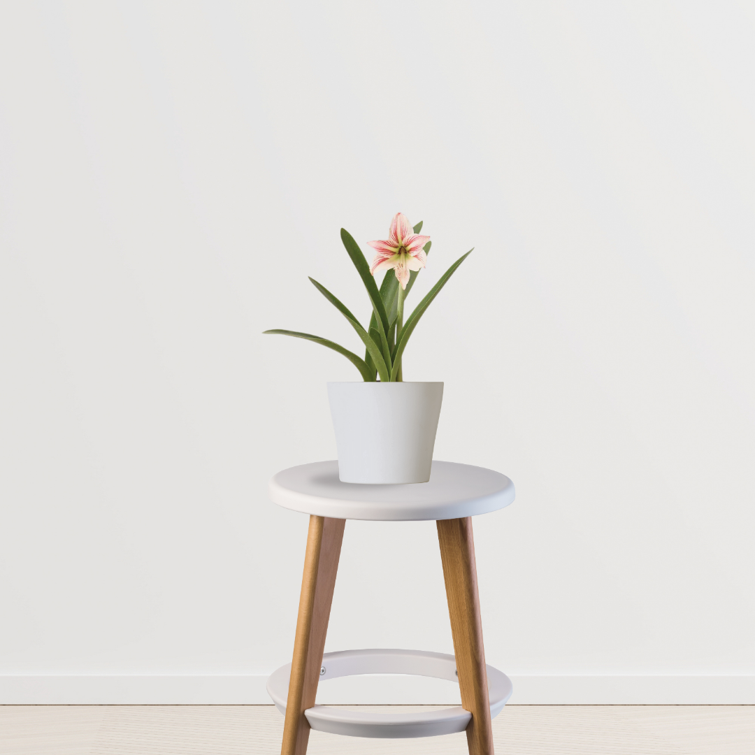 Indoor lily - Infinite Green variety