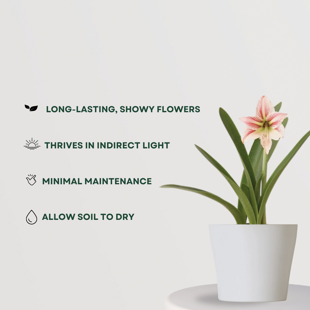 Indoor lily - Infinite Green variety