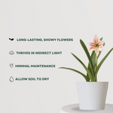 Indoor lily - Infinite Green variety