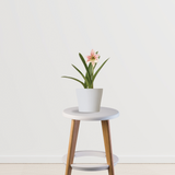 Indoor lily - Infinite Green variety