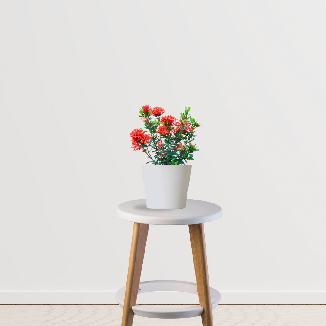 Ixora red flowering plant