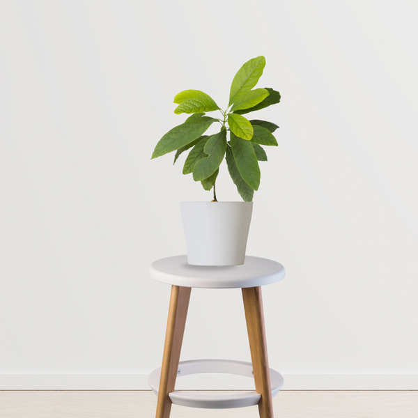 jamun plant in pot Thailand Black Jamun Plant – Gardengram