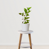 Jamun Small Plant