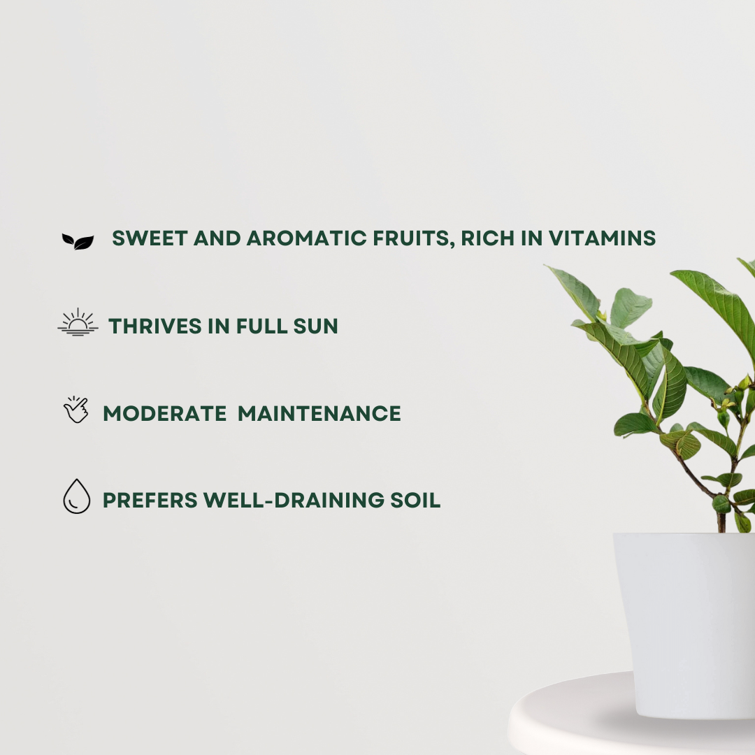 KG variety guava fruit plant