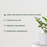 KG variety guava fruit plant