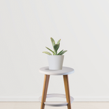 Kalanchoe plant for air quality