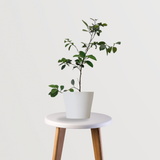 Lemon fruit tree for kitchen garden
