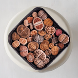 Lithops - living stone plant set