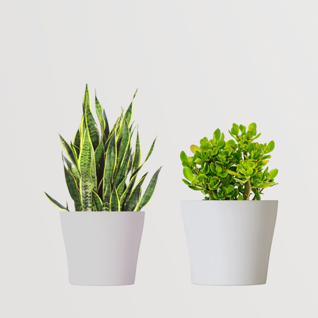 Twin lucky plant combo