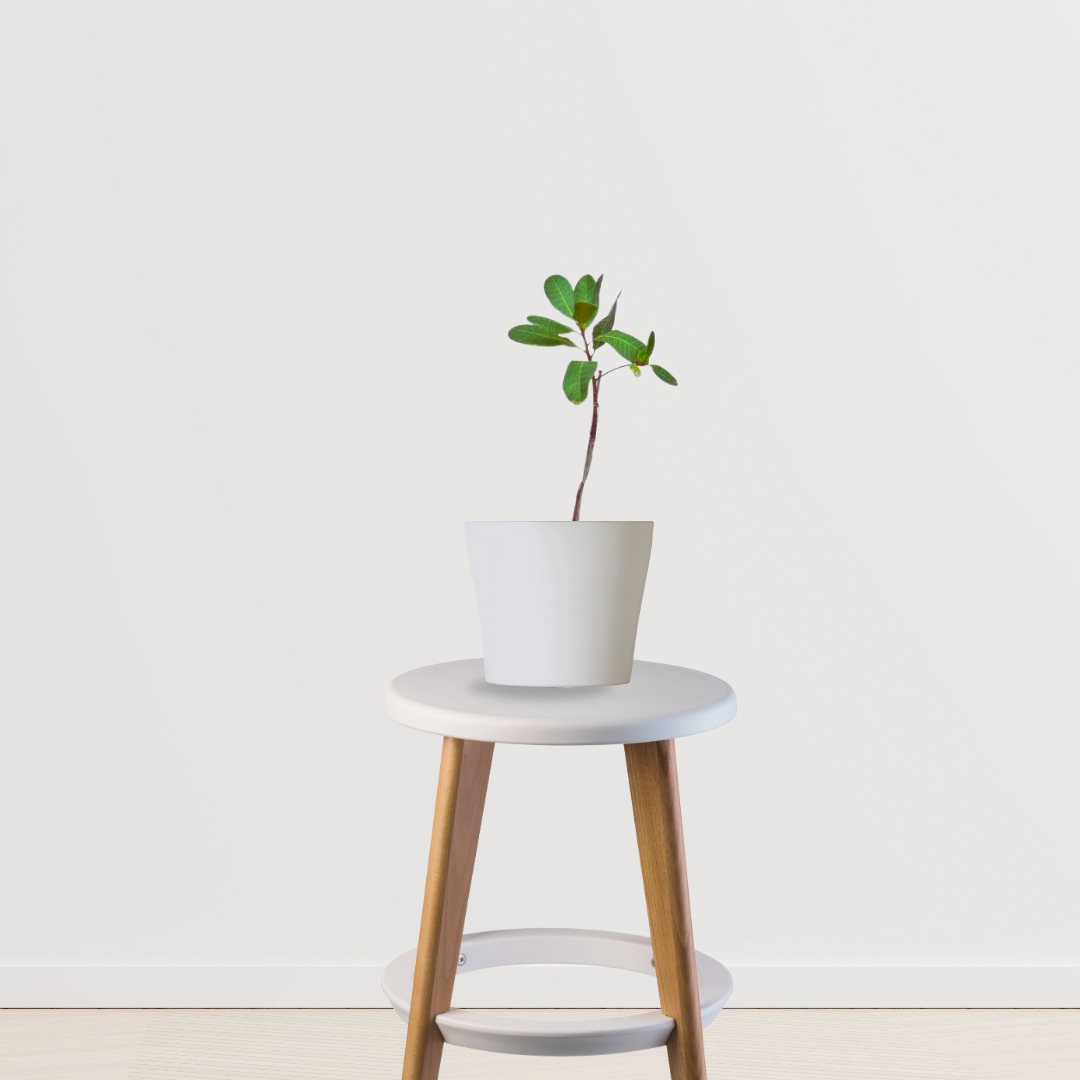 Live mango plant for garden or pot
