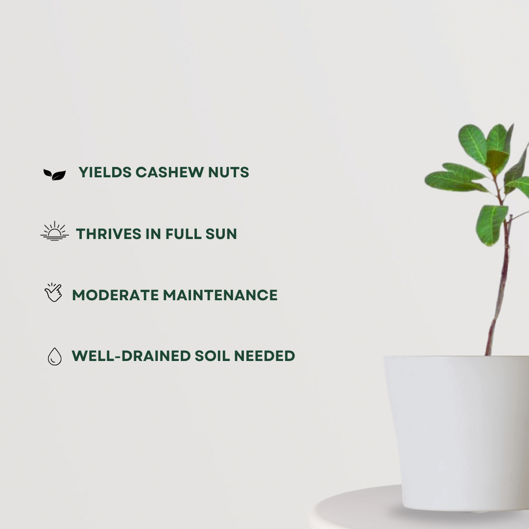 Live mango plant for garden or pot