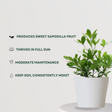 Miracle fruit plant for exotic gardens