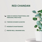 Decorative mixed indoor plant combo