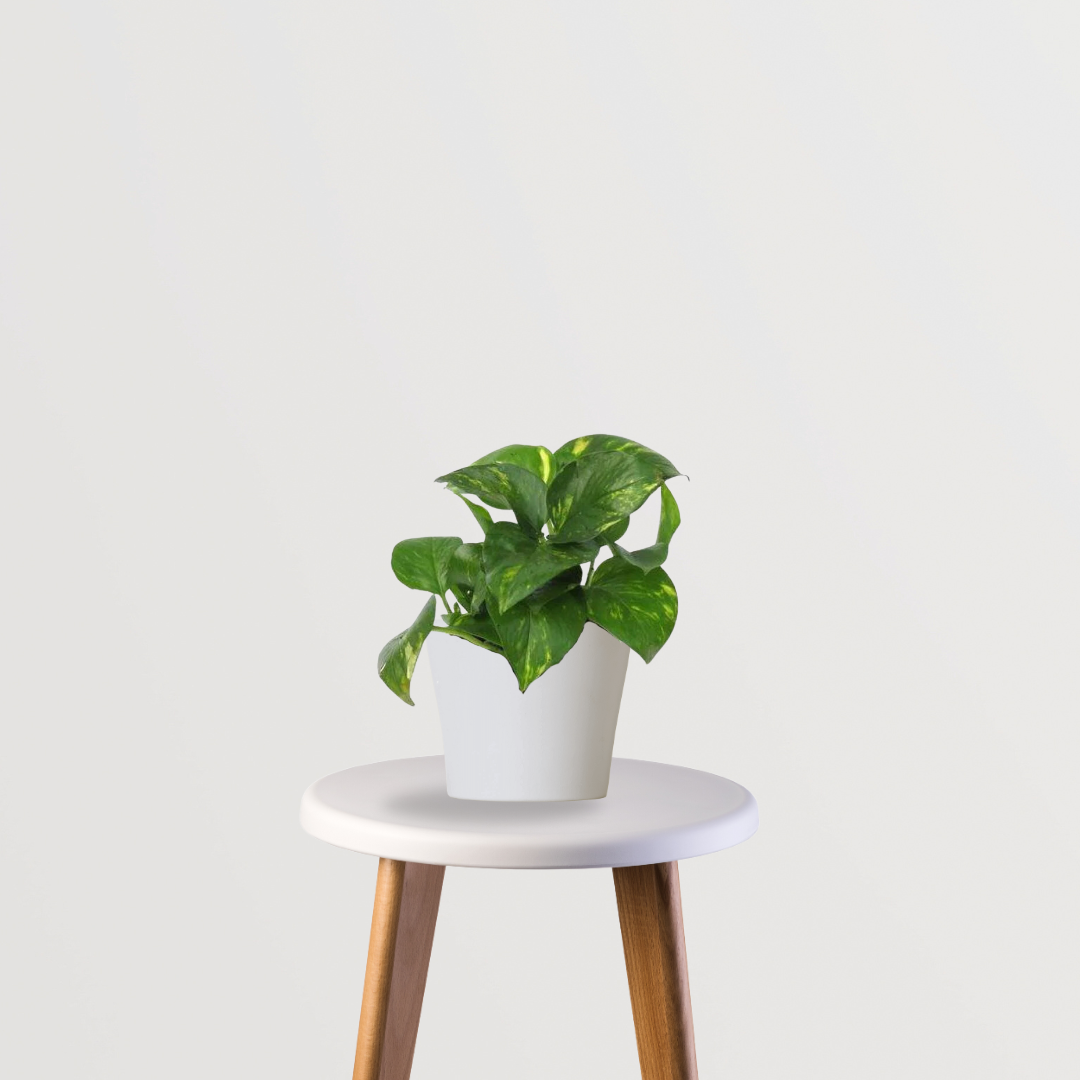 Money plant - indoor creeper
