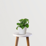 Money plant - indoor creeper