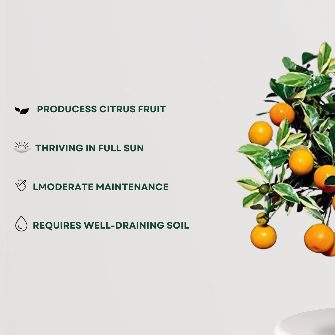Orange fruit tree plant