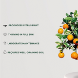 Orange fruit tree plant