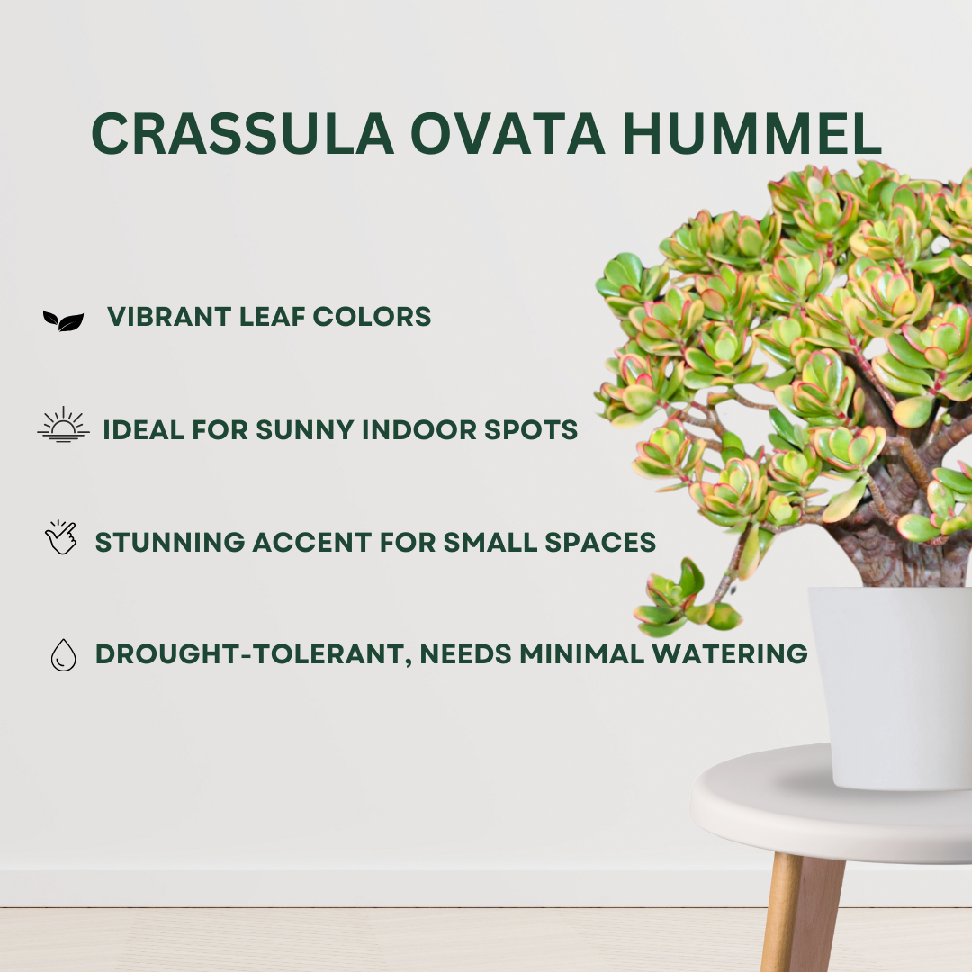 Care tips for Ovata Crassula Hummel Plant