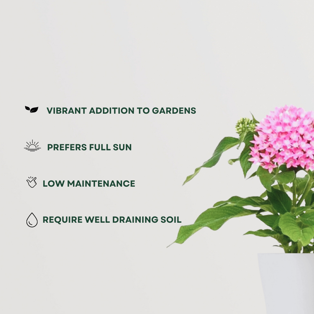 Pentas pink flowering plant