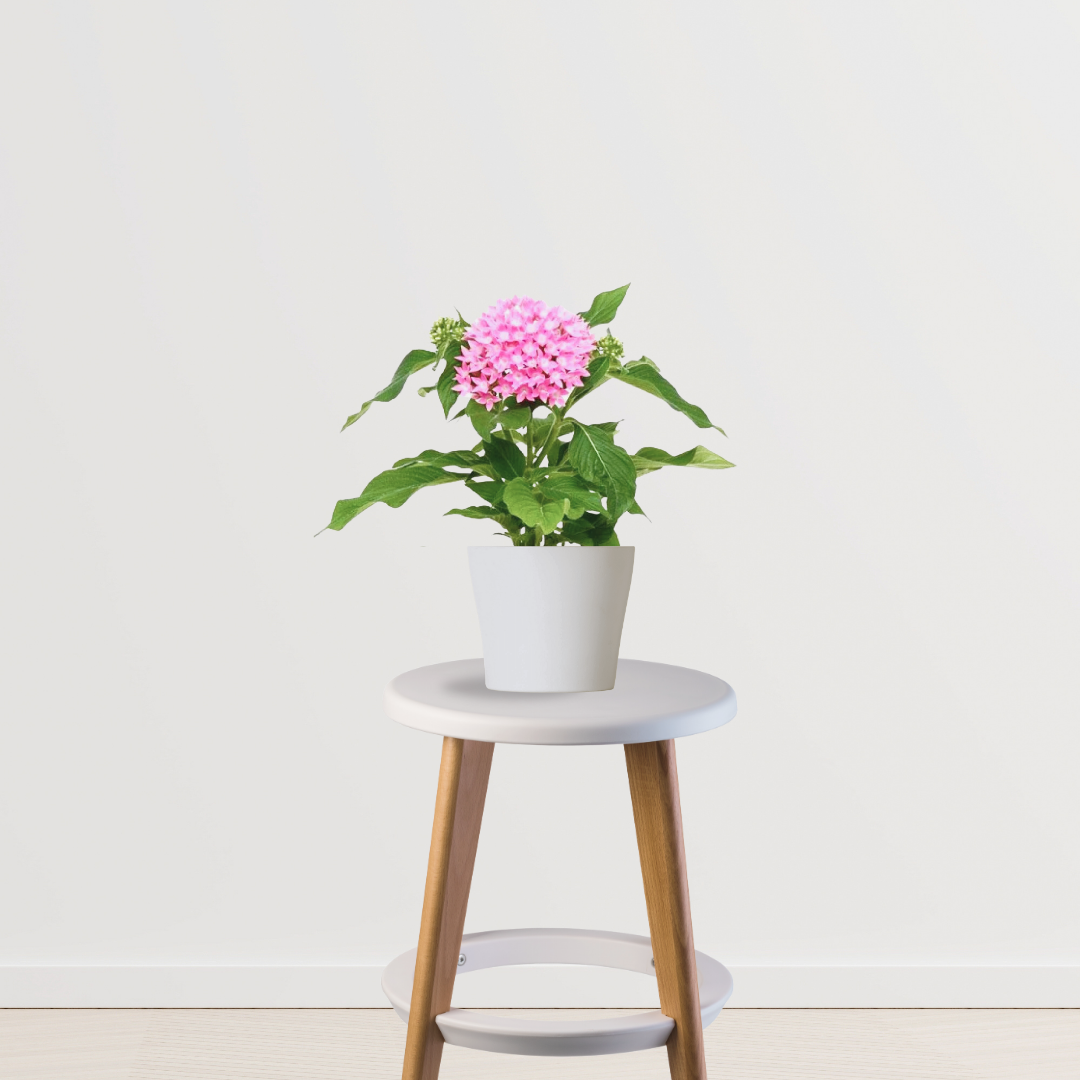 Pentas pink flowering plant